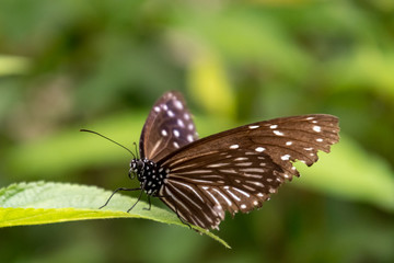 Brown butterfly