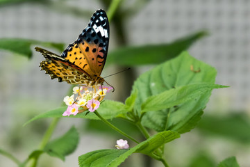 Monarch Butterfly