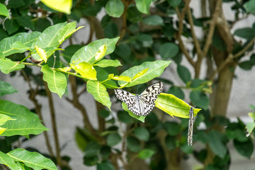Two white spotted butterflies