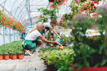 Two Florists Watering Plants in Greenhouse