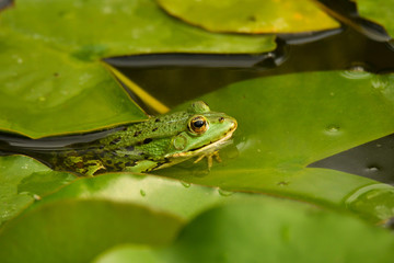 Teichfrosch 