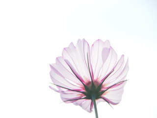 Fototapeta premium 透けるコスモス