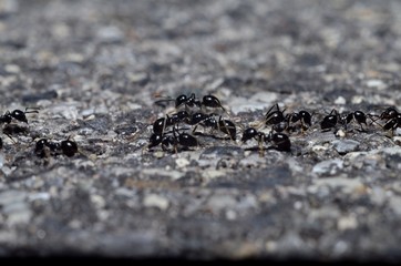 mrówki - obrazy, fototapety, plakaty
