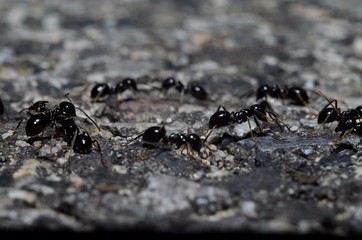 mrówki - obrazy, fototapety, plakaty