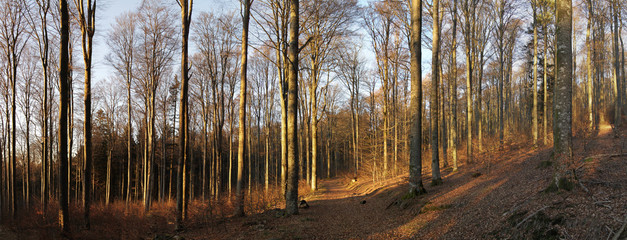 forest in autumn