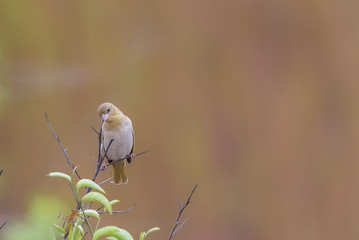 Principe Seedeater, endemic bird from Sao Tome and Principe, Serinus rufobrunneus thomensis
