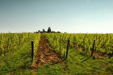 Fototapeta na wymiar green vineyards and blue sky in Chianti region Tuscany. Italy