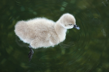 baby Swan on the pond