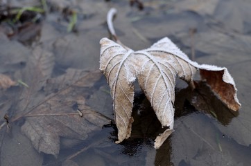 liście © Piotr Łaskawski