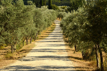 Tuscan rural landscape. White road and Olive Trees. Summer Season, Tuscany. Italy.