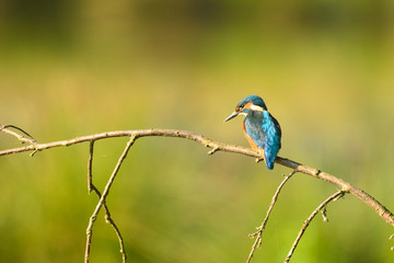 Eisvogel 