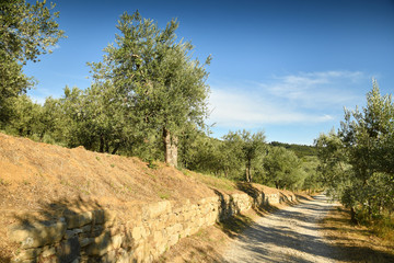 Obraz premium Tuscan rural landscape. White road and olive trees with blue cloudy sky. Summer season, Tuscany. Italy.