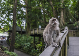 Naklejka na ściany i meble Monkey sitting on a rail in the Monkeyforest of Bali in Indonesia