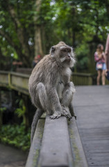 Naklejka na ściany i meble Monkey sitting on a rail in the Monkeyforest of Bali in Indonesia