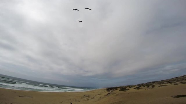 Trio of pelicans riding the updraft along the dunes of Monterey coast on a somewhat overcast day