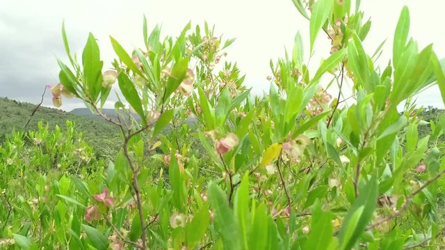 Viewing mountains through the green plant full of flowers.