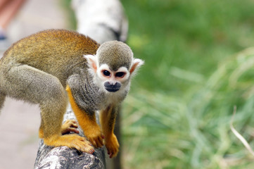 Totenkopf Affe in Gafangenschaft im Zoo