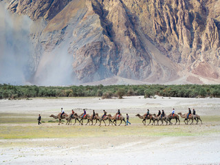 LEH LADAKH, INDIA-JUNE 24: Group of tourists are riding camels at Hunder Village desert in Nubra...