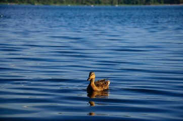 kaczka © Piotr Łaskawski