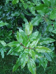 Greens after the rain