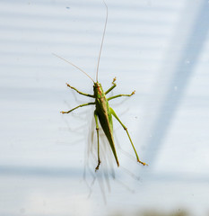 Tettigonia viridissima