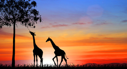 silhouette Giraffe against red sun at sunset