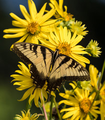 Tiger Swallowtail Butterfly on Bright Yellow Flowers