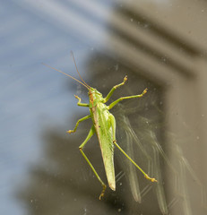 Tettigonia viridissima