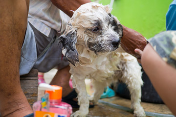 dog bath, shower pet, bathing the dog