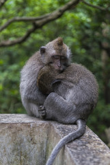 Two cute monkeys sleping and cuddling in the Monkeyforest of Bali in Indonesia