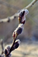 bazie © Piotr Łaskawski