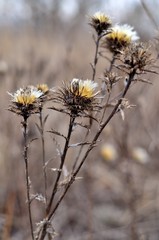 oset © Piotr Łaskawski