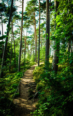 Petty forest path with sun shining through trees. Taken in Bavaria, Germany