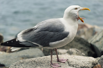 Seagull Tongue