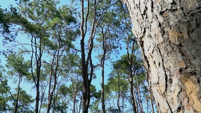 Pine forest with sunlight