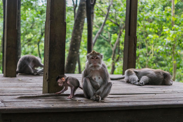 Monkey Mamma with a Baby Sitting on a wooden platform in the monkey forest in Bali Indonesia
