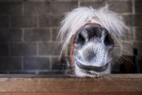Close up of a Shetland pony's muzzle on the top of a stable door, with a white mane over its eyes. 