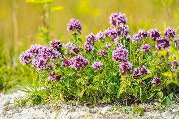 Obraz premium Wild oregano