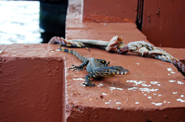 varanus on the pier