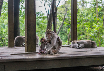Monkey Mamma with a Baby Sitting on a wooden platform in the monkey forest in Bali Indonesia