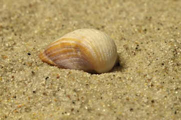 muszla