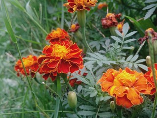 Beautiful marigolds flowers blooming in polish garden. Summer garden flowers . colorful flower in the garden . Blossoming orange marigold tagetes flowers. Zinnia flower blooming