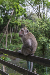 Monkey sitting on a rail in the Monkeyforest of Bali in Indonesia