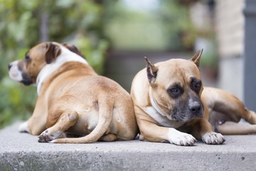 american staffordshire terrier dogs