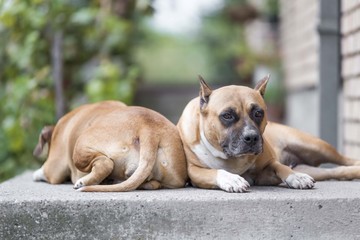 american staffordshire terrier dogs