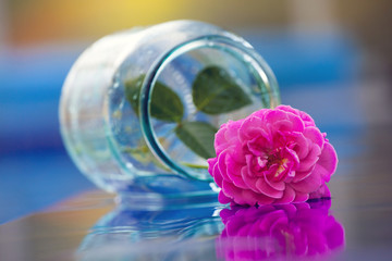 swimming pool pink rose