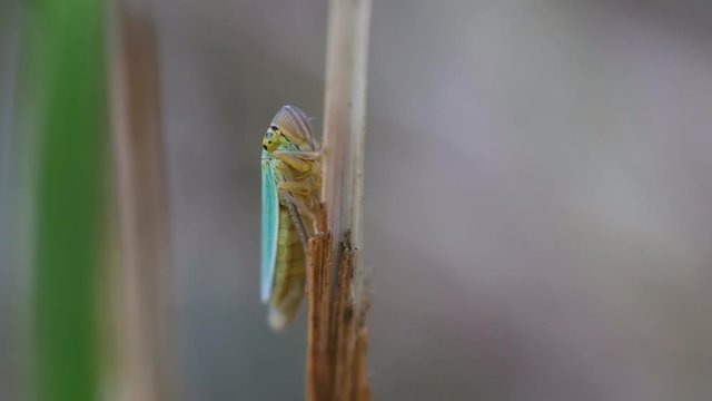 Binsenschmuckzikade an einem Grashalm in einer Makroaufnahme - Seitenansicht