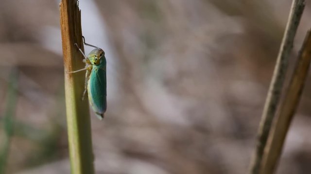 Binsenschmuckzikade an einem Grashalm in einer Makroaufnahme