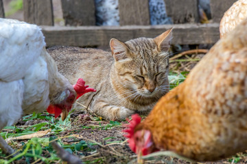  domestic cat watching the chickens