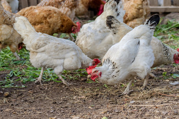 motley chickens grazing in the farmyard yard